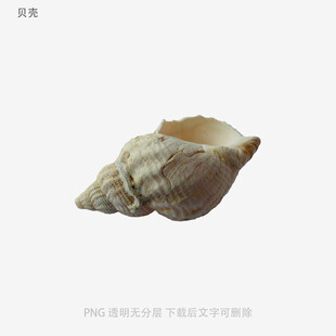 贝壳