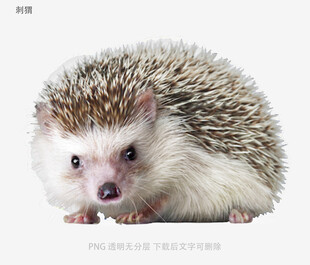 刺猬