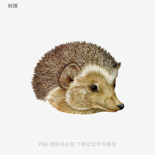 刺猬