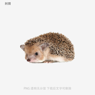刺猬