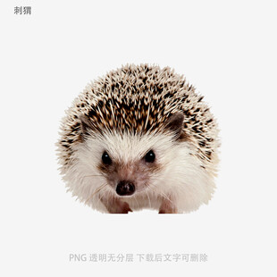 刺猬