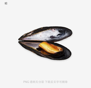 蛤