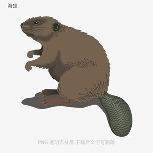 海狸
