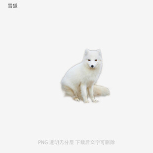 雪狐