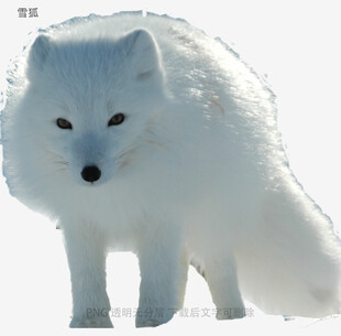 雪狐