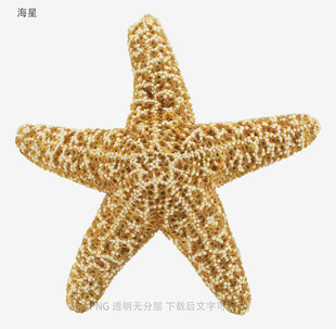 海星