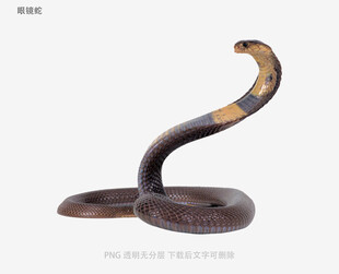 眼镜蛇