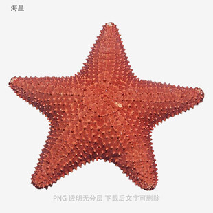 海星