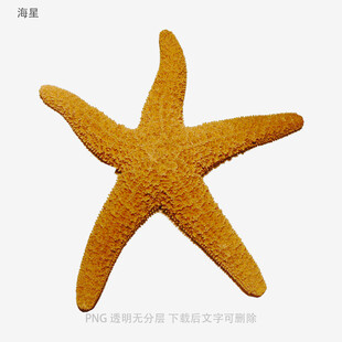 海星