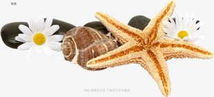 海星