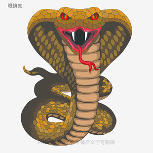 眼镜蛇