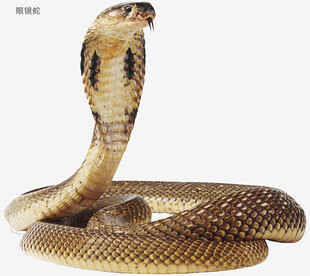 眼镜蛇