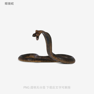 眼镜蛇