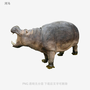 河马