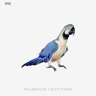 鹦鹉