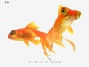 金鱼