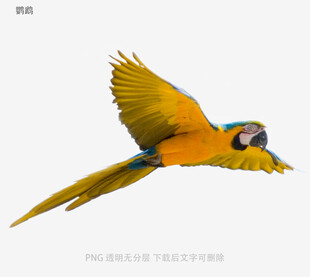 鹦鹉