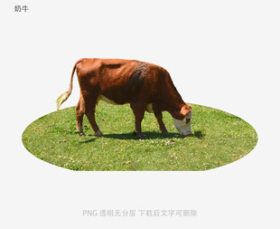 奶牛