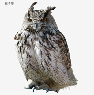 猫头鹰