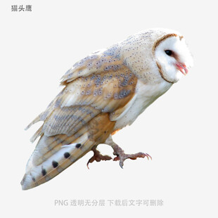 猫头鹰