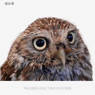 猫头鹰