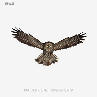 猫头鹰