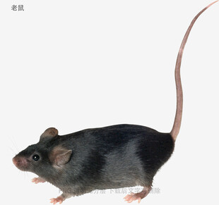 老鼠