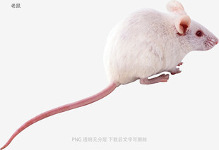 老鼠