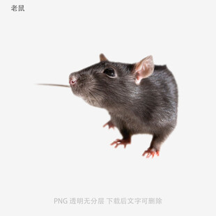 老鼠