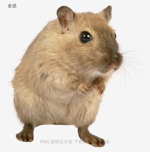 老鼠