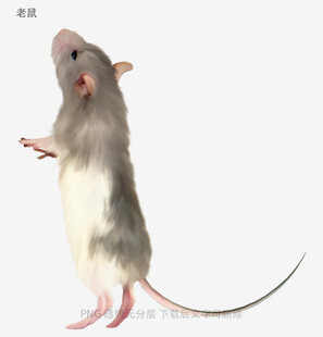 老鼠