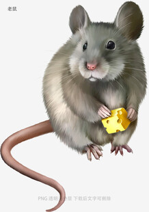 老鼠