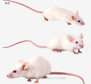 老鼠