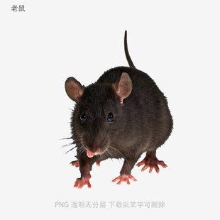 老鼠