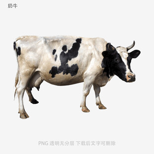 奶牛