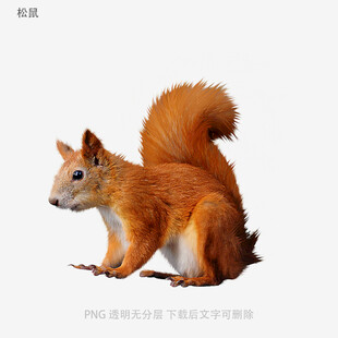 松鼠