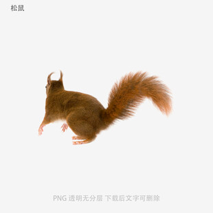 松鼠