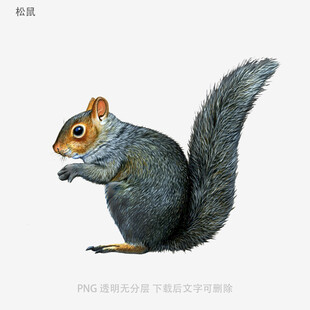松鼠