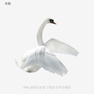 天鹅
