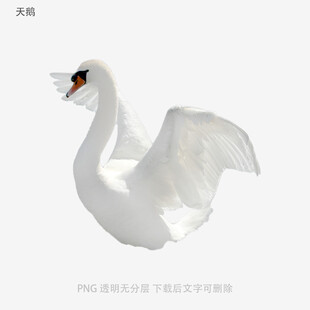 天鹅
