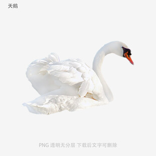天鹅