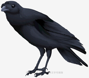 鸟类