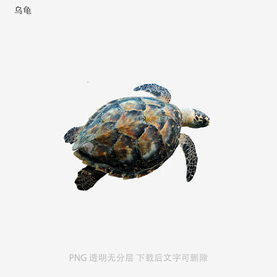 乌龟