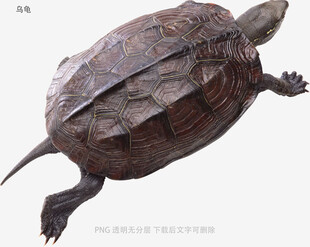 乌龟