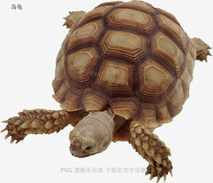 乌龟