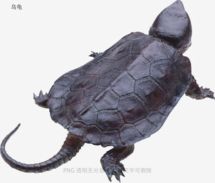 乌龟