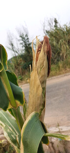 路边挺拔的玉米棒特写