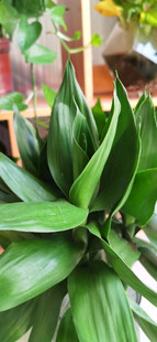 翠绿叶片的室内绿植