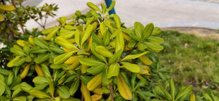 绿叶植物特写