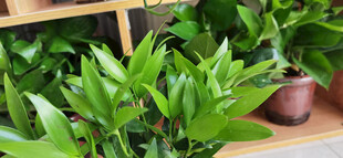 翠绿室内盆栽植物景观